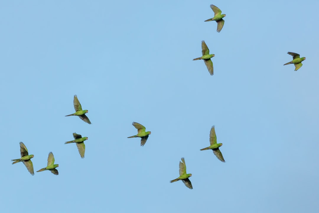 wild green parrots flying in the sky