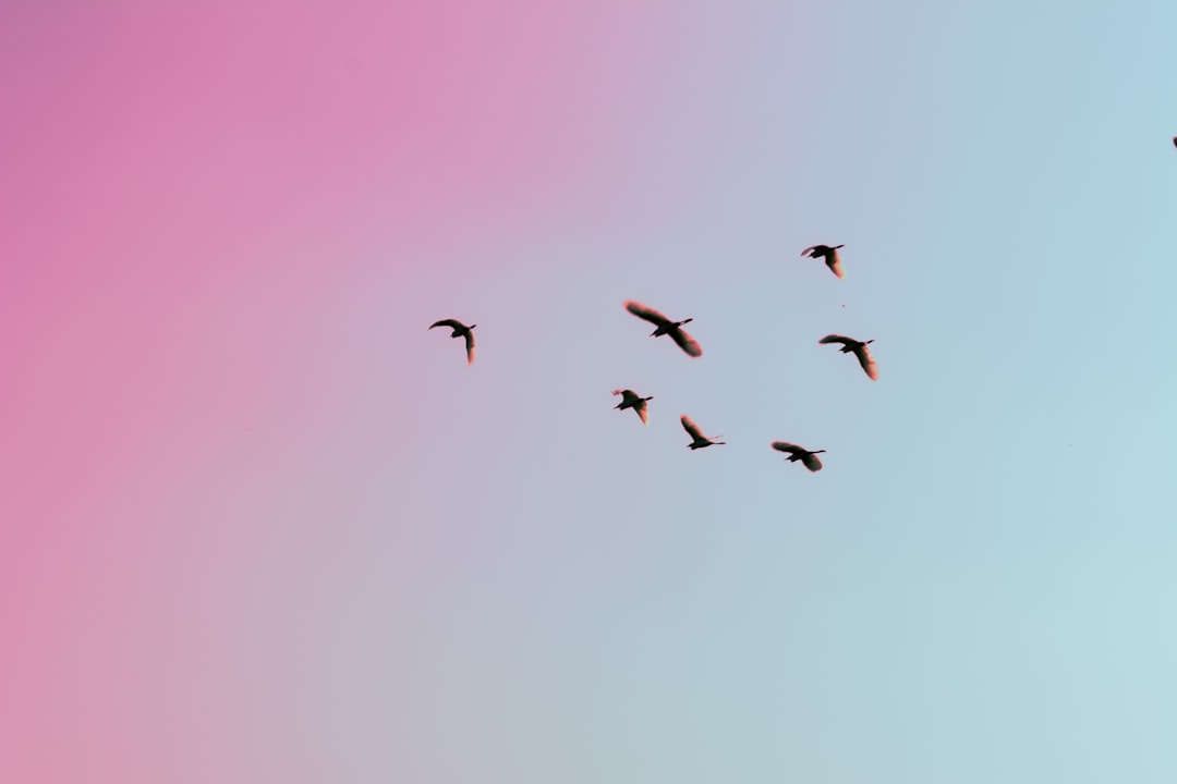 Birds flying against a pink and blue gradient sky