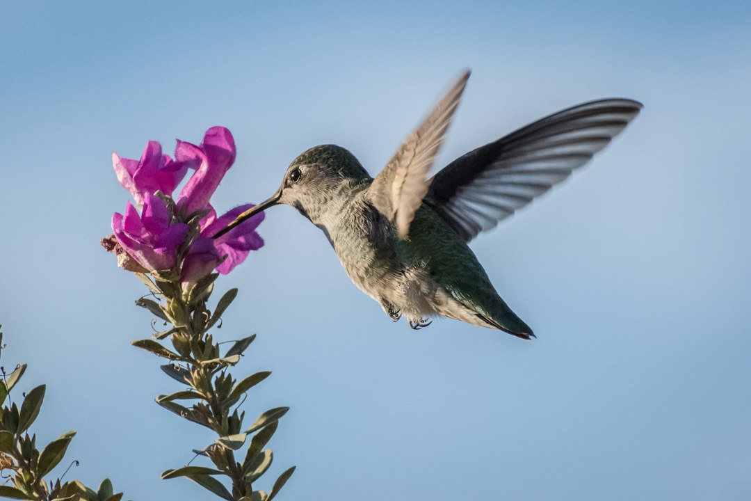 Hummingbird with its beak in a purple flower