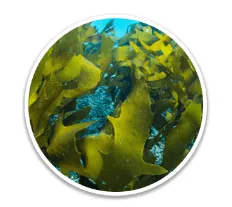 Alpilean Golden Algae
