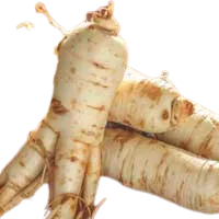 Ginseng