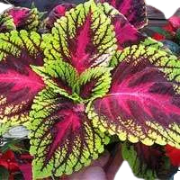 Coleus