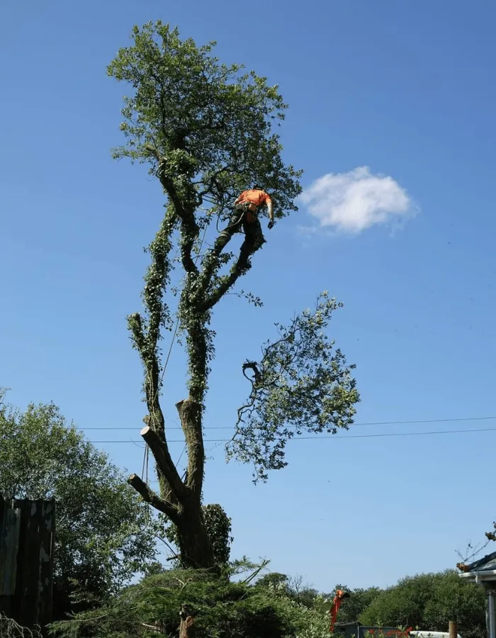 A photo of our tree surgeon at the top of a tree in Ystradgynlais