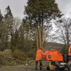 Wood Chipping photo