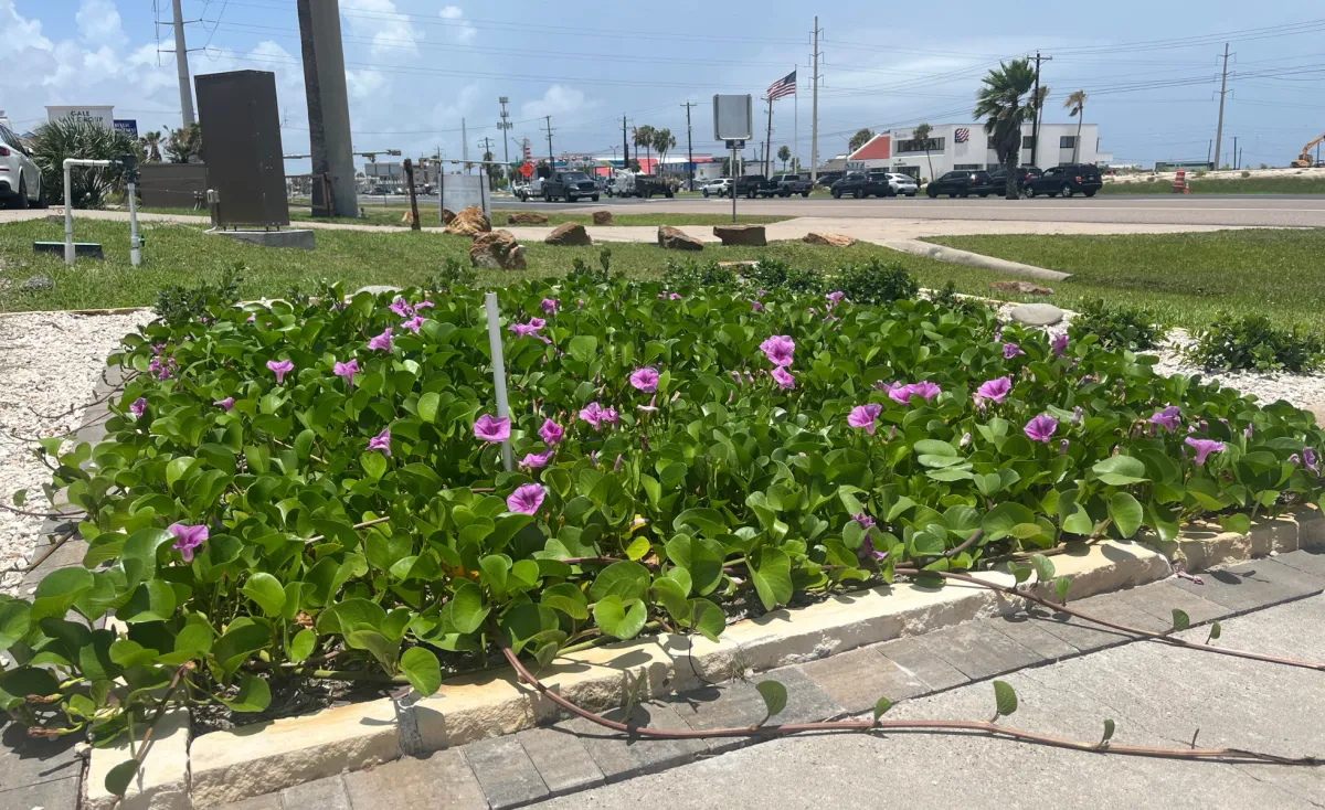 Lawn and Flower Bed Corpus Christi