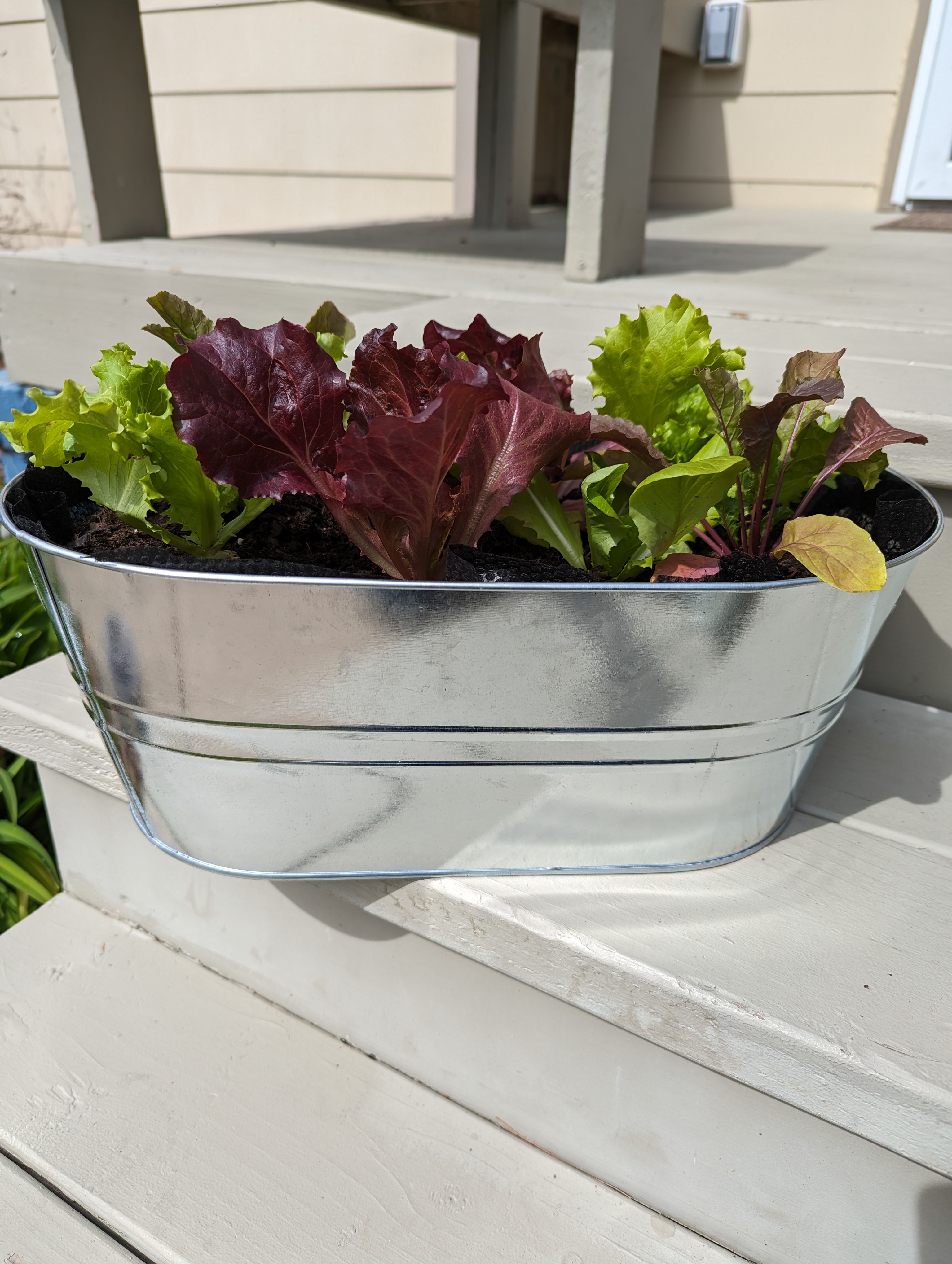 salad school planter