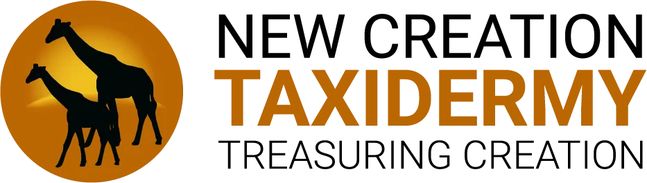 New  Creation Logo