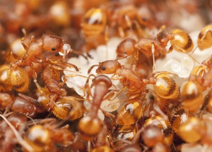 Pest Control Solutions in Cape Coral, Florida