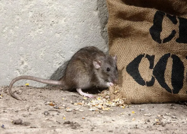 Rodent Control