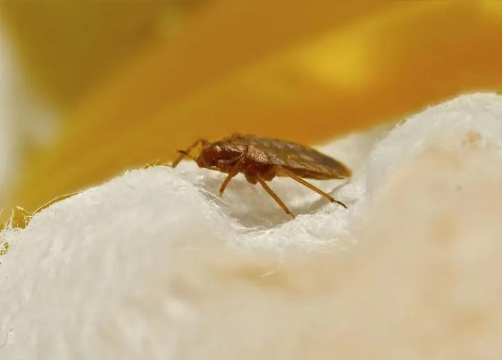 Bed Bug Exterminator in Cape Coral, Florida