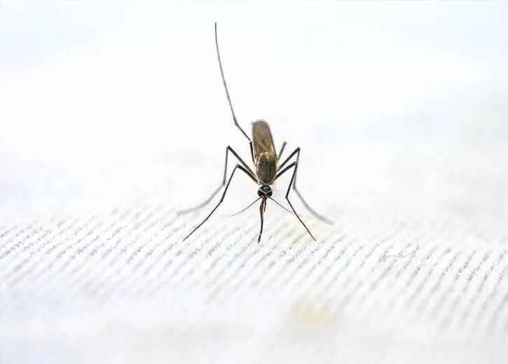 Mosquito Control in Southwest Florida