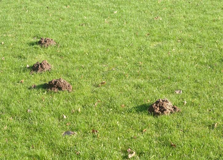 Lawn Pest Control in Cape Coral, Florida