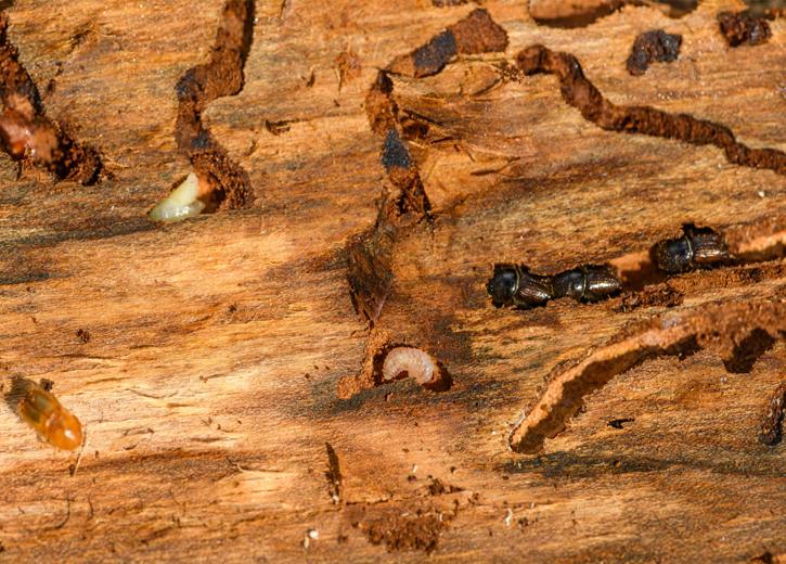 Termite Control