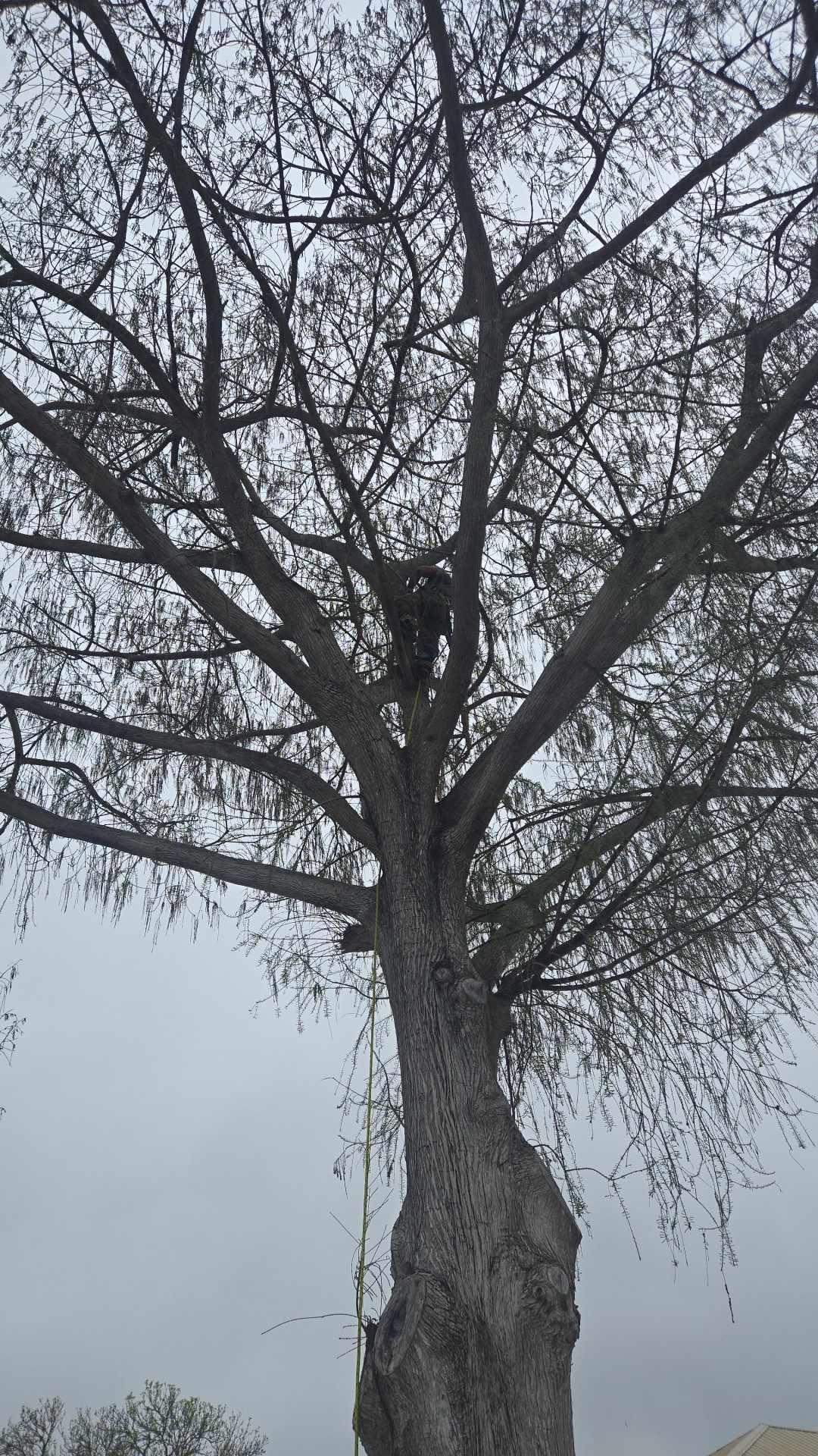 Professional tree trimming and pruning