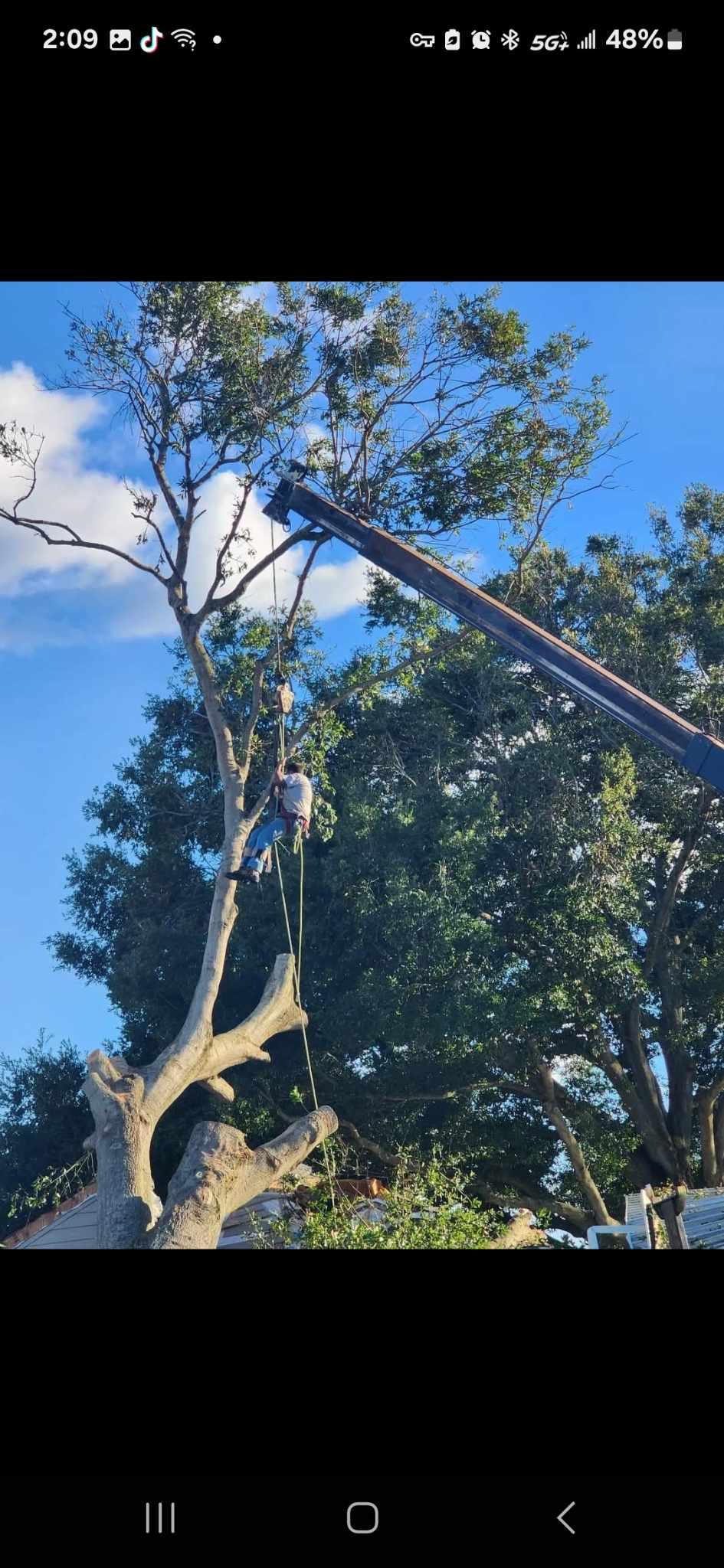 Tree service crew at work