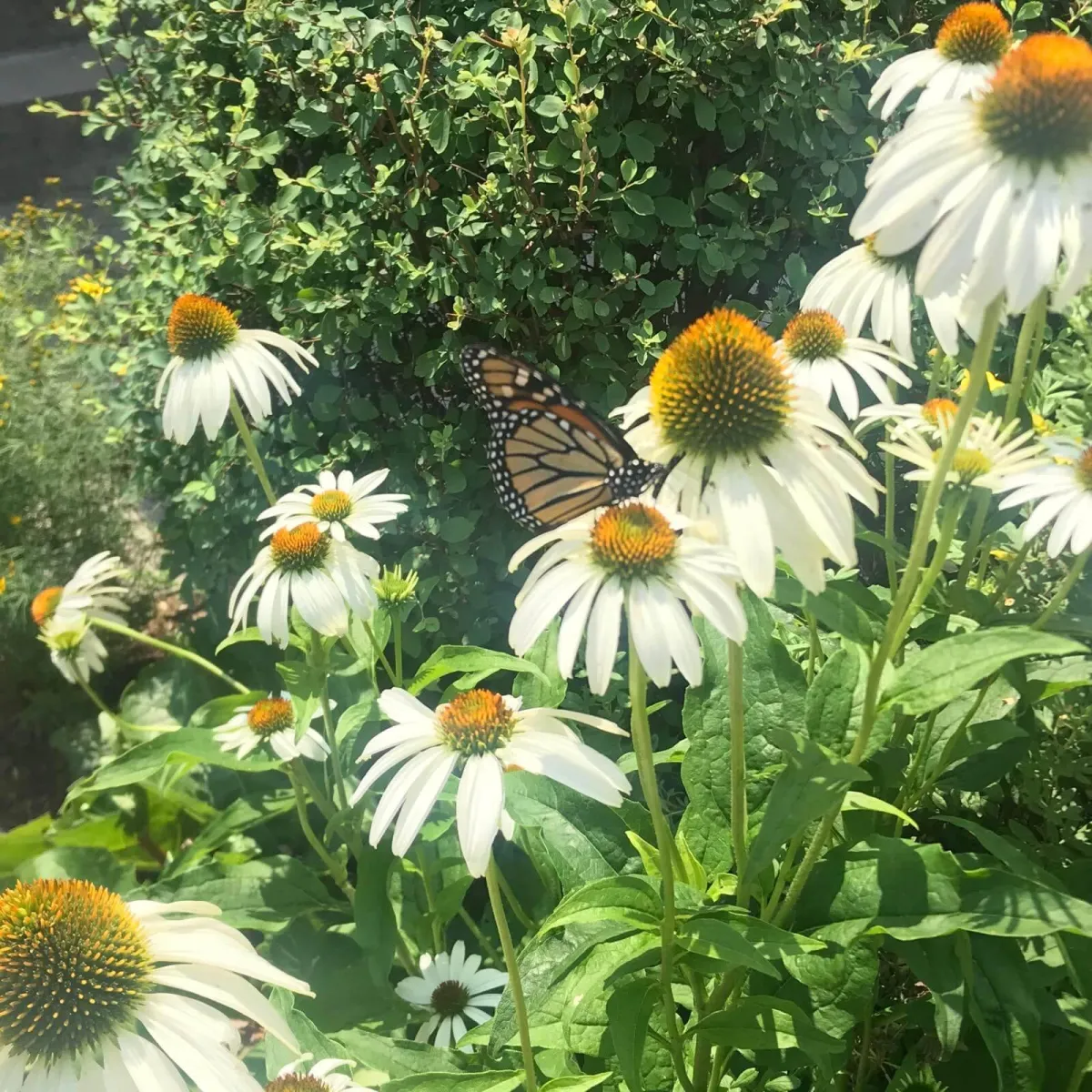 Butterfly garden