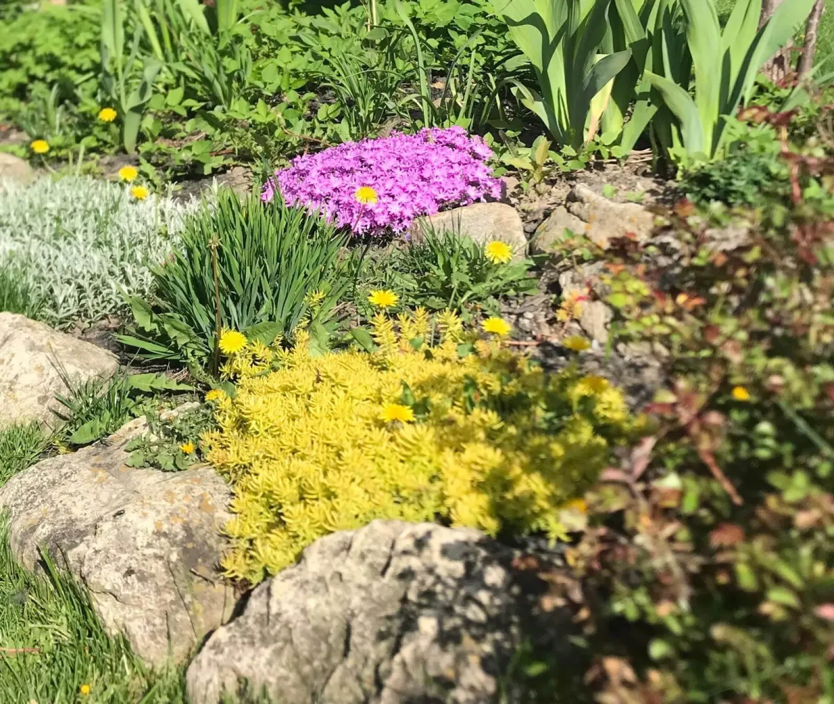 Rock Garden