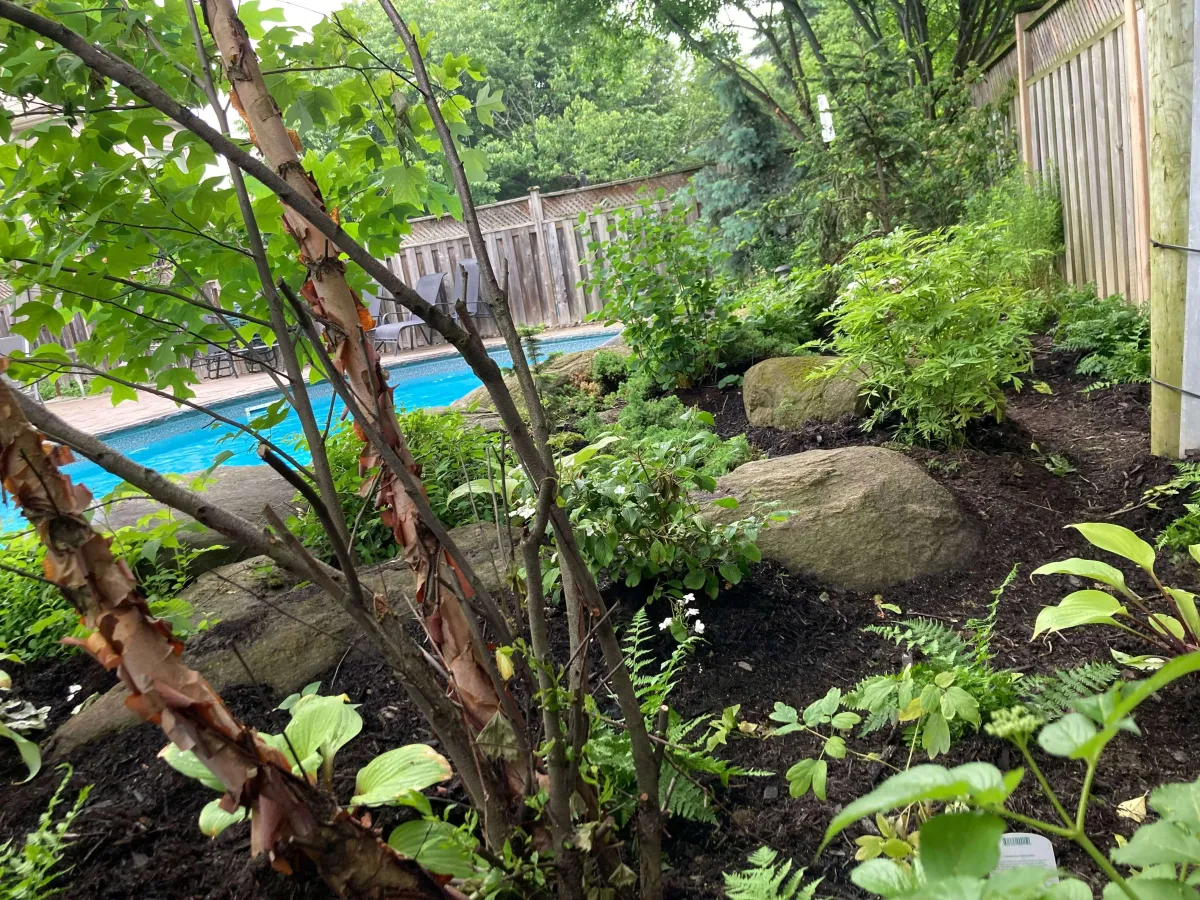 woodland garden