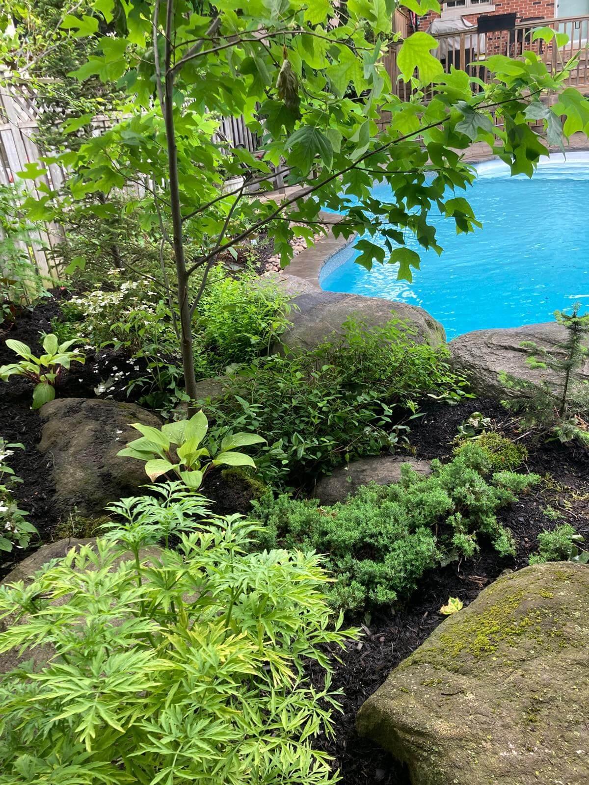 native species garden