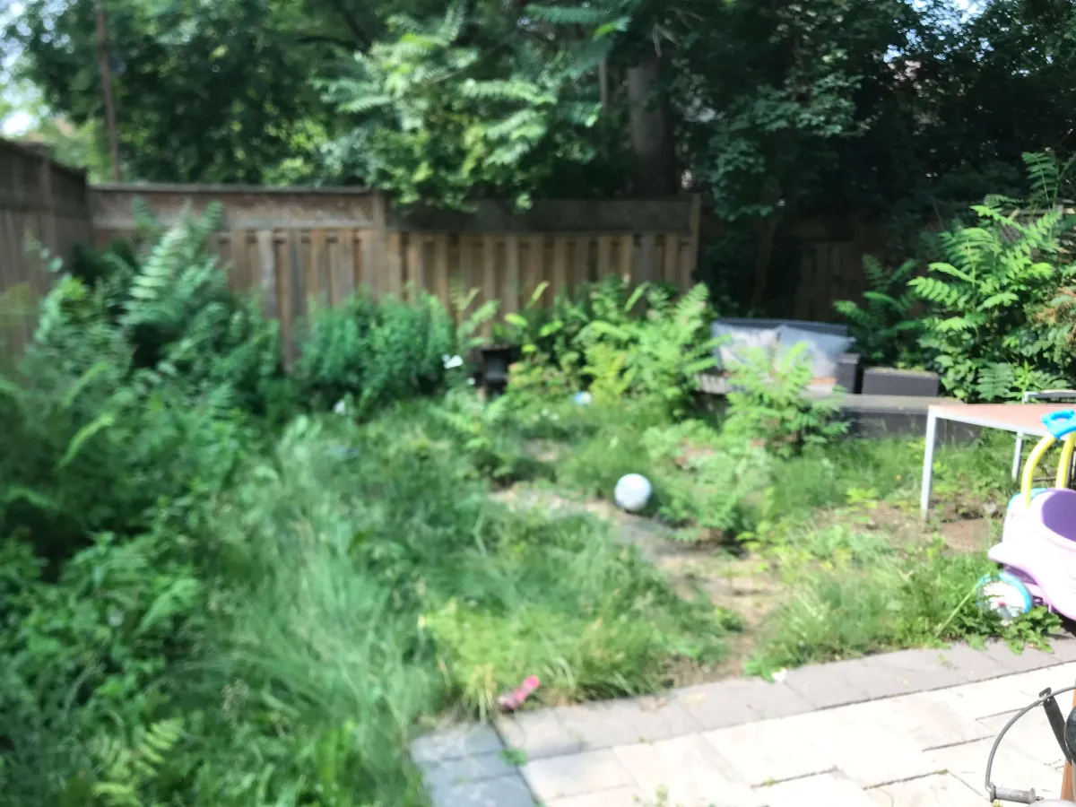 overgrown yard