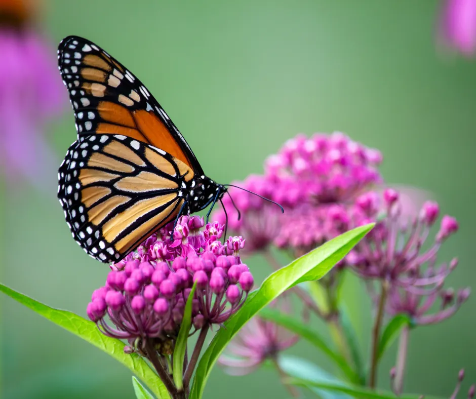 Pollinator Plant