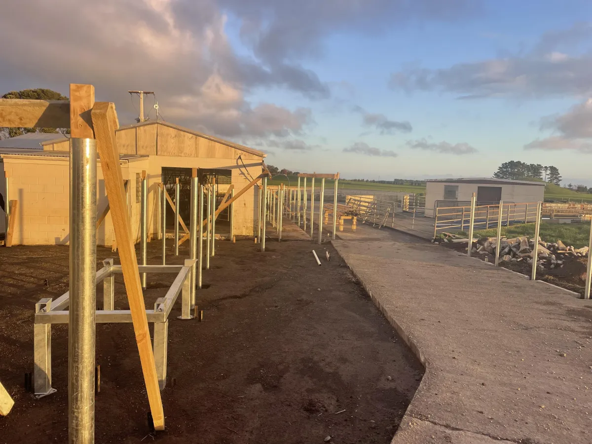 Timber cow shed framing built by Parksey Construction in New Plymouth