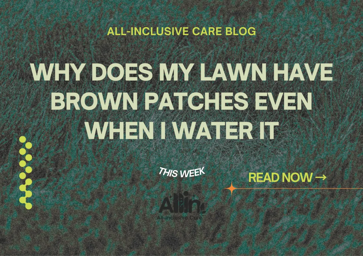why-lawn-has-brown-patches-sydney