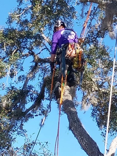 Dustin Revels and the EJR Tree Service team providing expert tree care