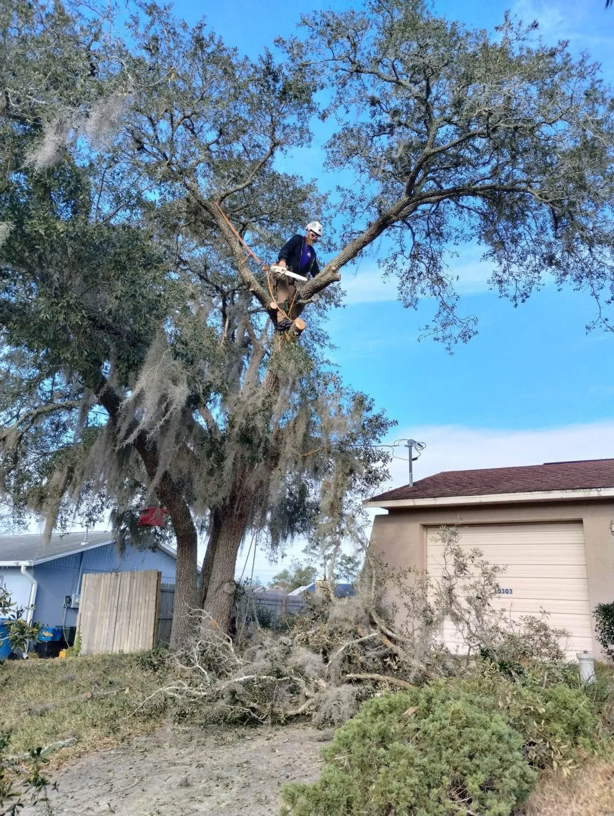 Residential oak tree canopy thinning and shaping for Florida homeowners