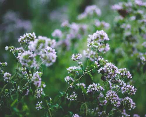 Turf Deodorizing in Walnut Creek