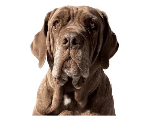 Turf Cleaning in Walnut Creek