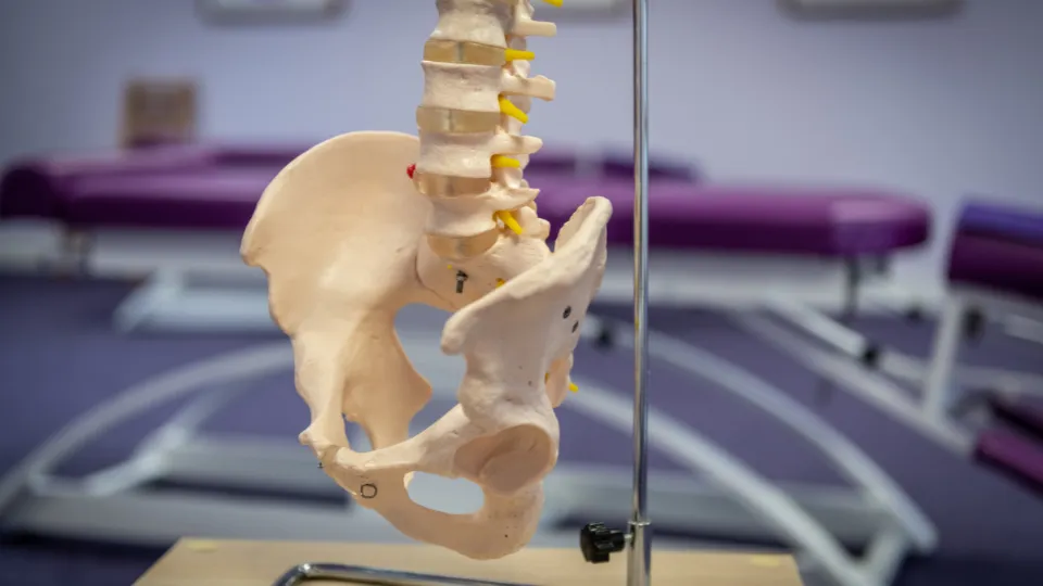 Spine 