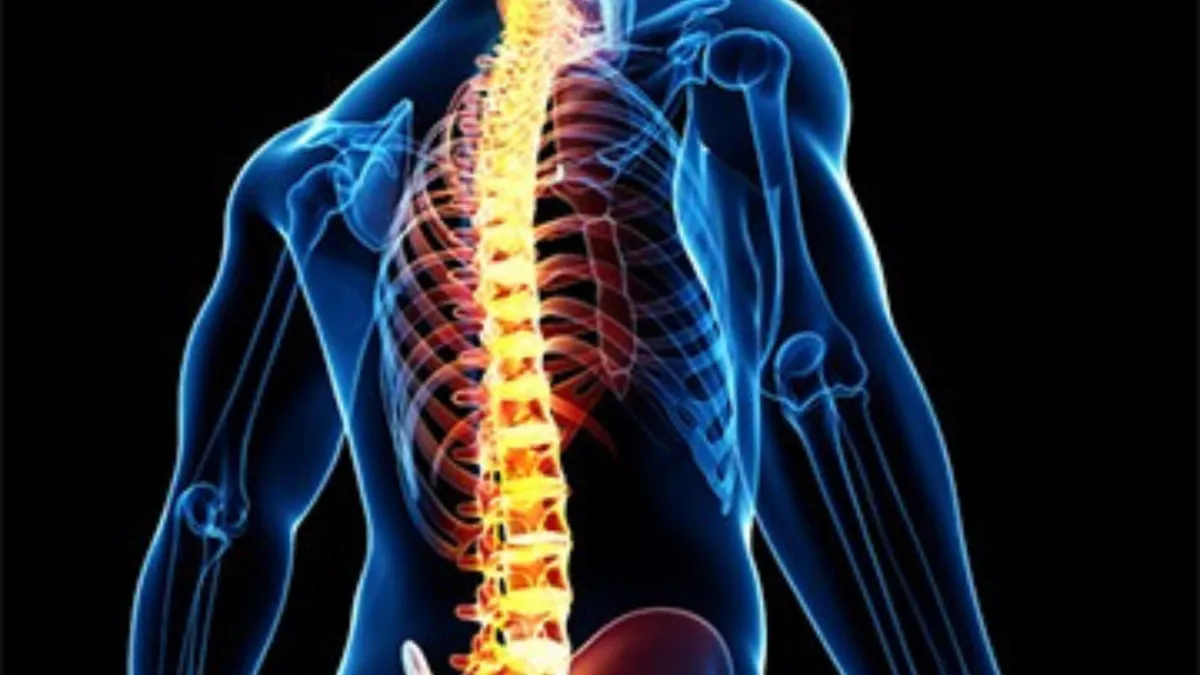 Spine 