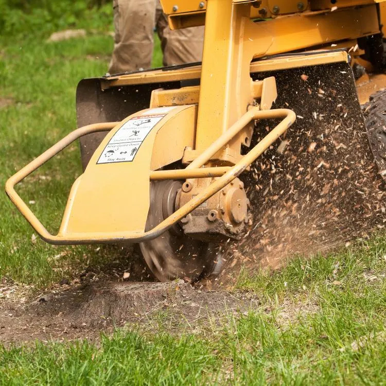 Tree stump being ground