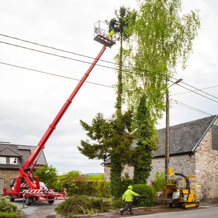 Workers trimming very tall tree above power lines