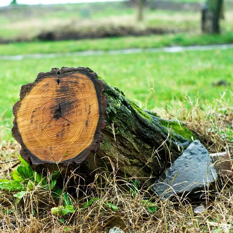 Tree stump ready for removal