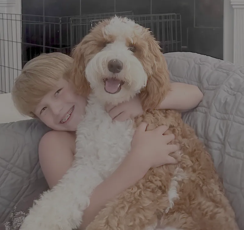 Goldendoodle Puppies