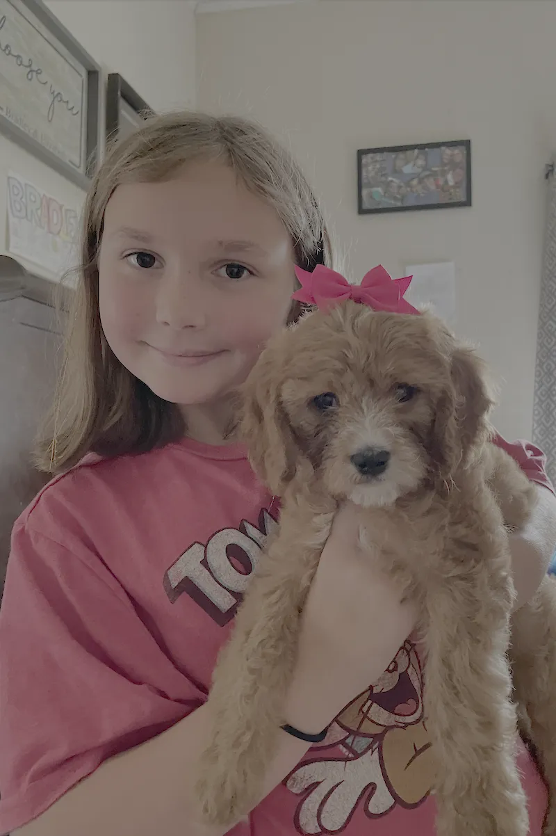 Goldendoodle Puppies