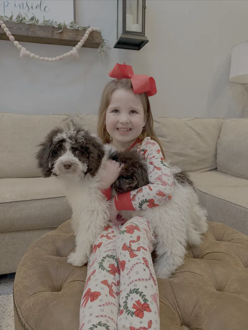 Goldendoodle Puppies