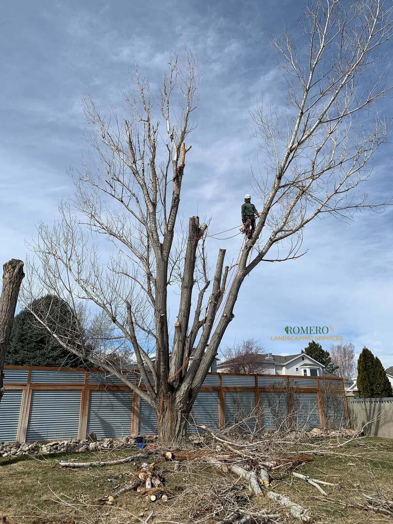 Landscape Design & Installation