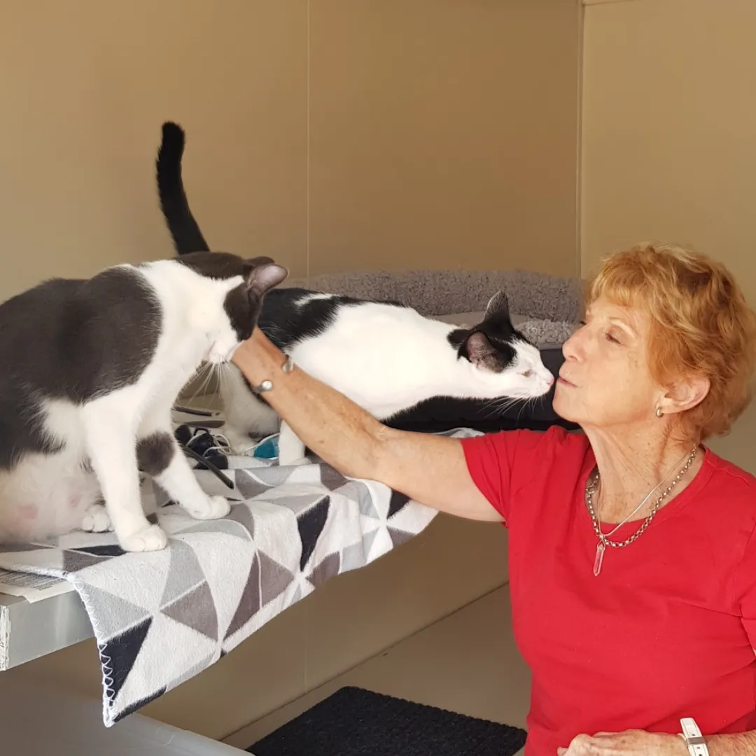 Susan Game Chicas Cattery Owner, Award Winning Breeder