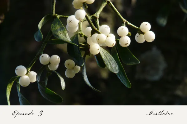Episode 3: Mistletoe