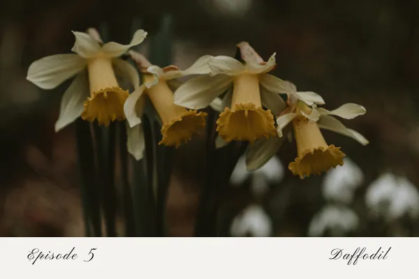 Episode 5: Daffodil