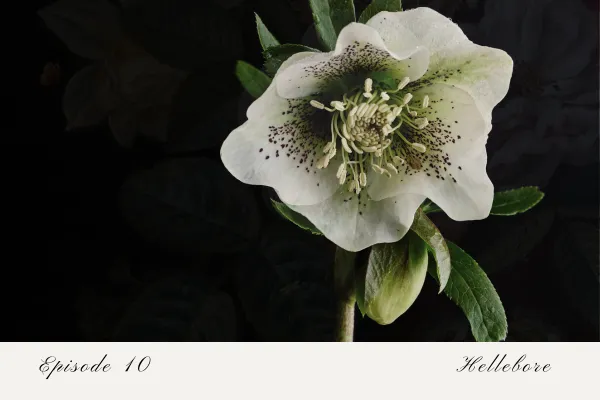 Episode 10: Hellebore