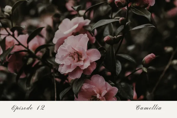 Episode 12: Camellia