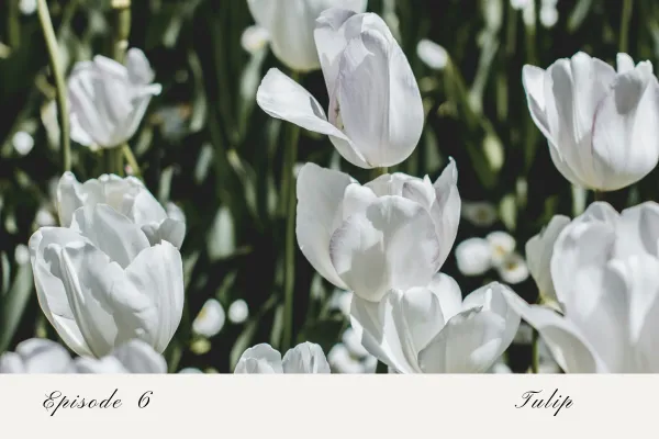 Episode 6: Tulip