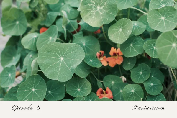 Episode 8: Nasturtium
