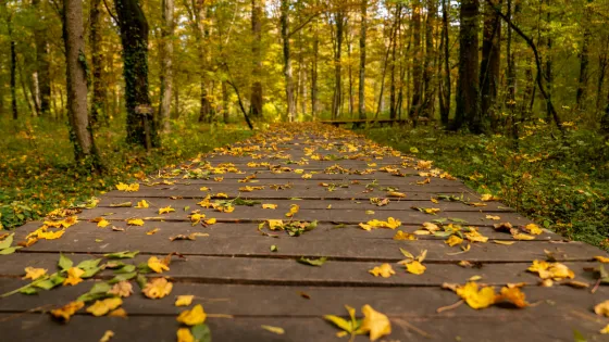 trail through forest