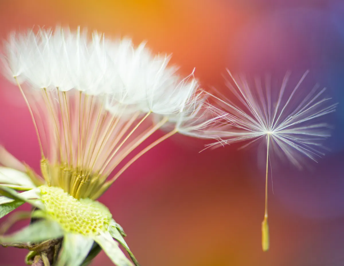 Group coaching and book study imagery