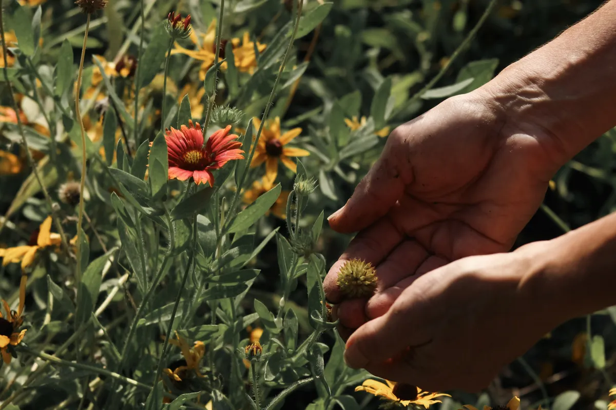 What My Garden and Business Systems Have in Common